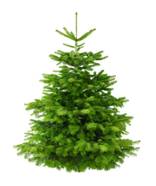 Weihnachtsbaum für Kübel und Garten